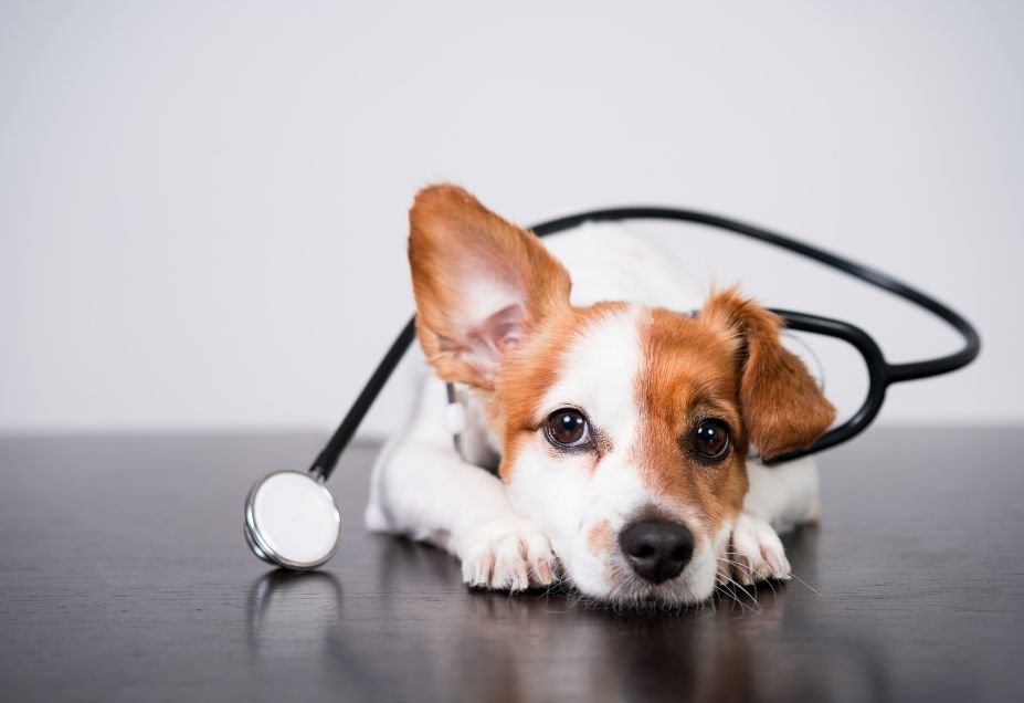 Jack Russell Grooming